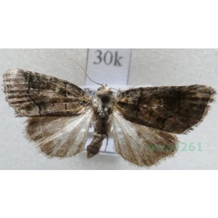 Bryophila ravula (Hübner, 1813) France30k